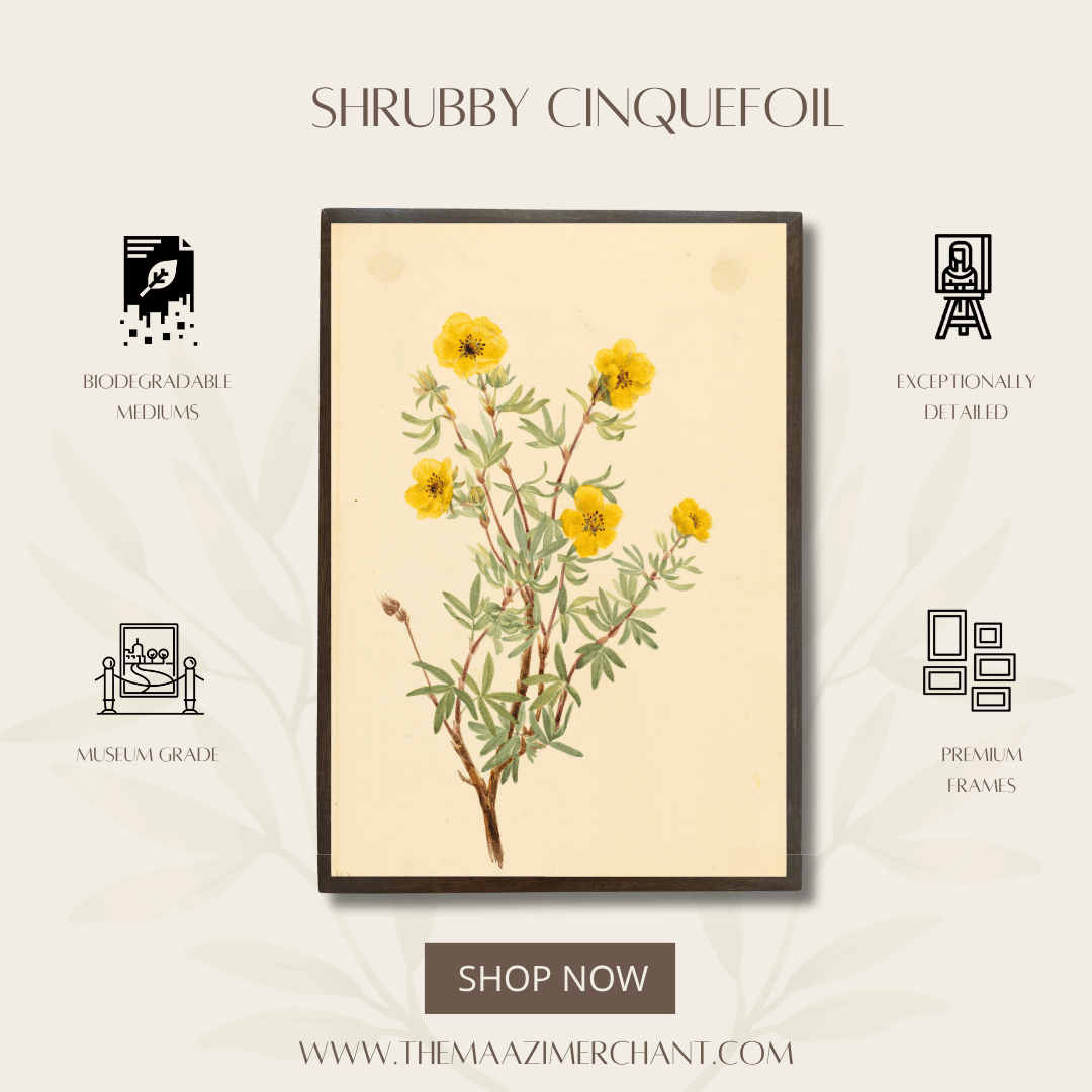 Shrubby Cinquefoil