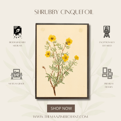 Shrubby Cinquefoil