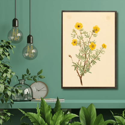 Shrubby Cinquefoil