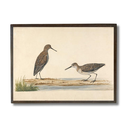 Pair of Dunlins