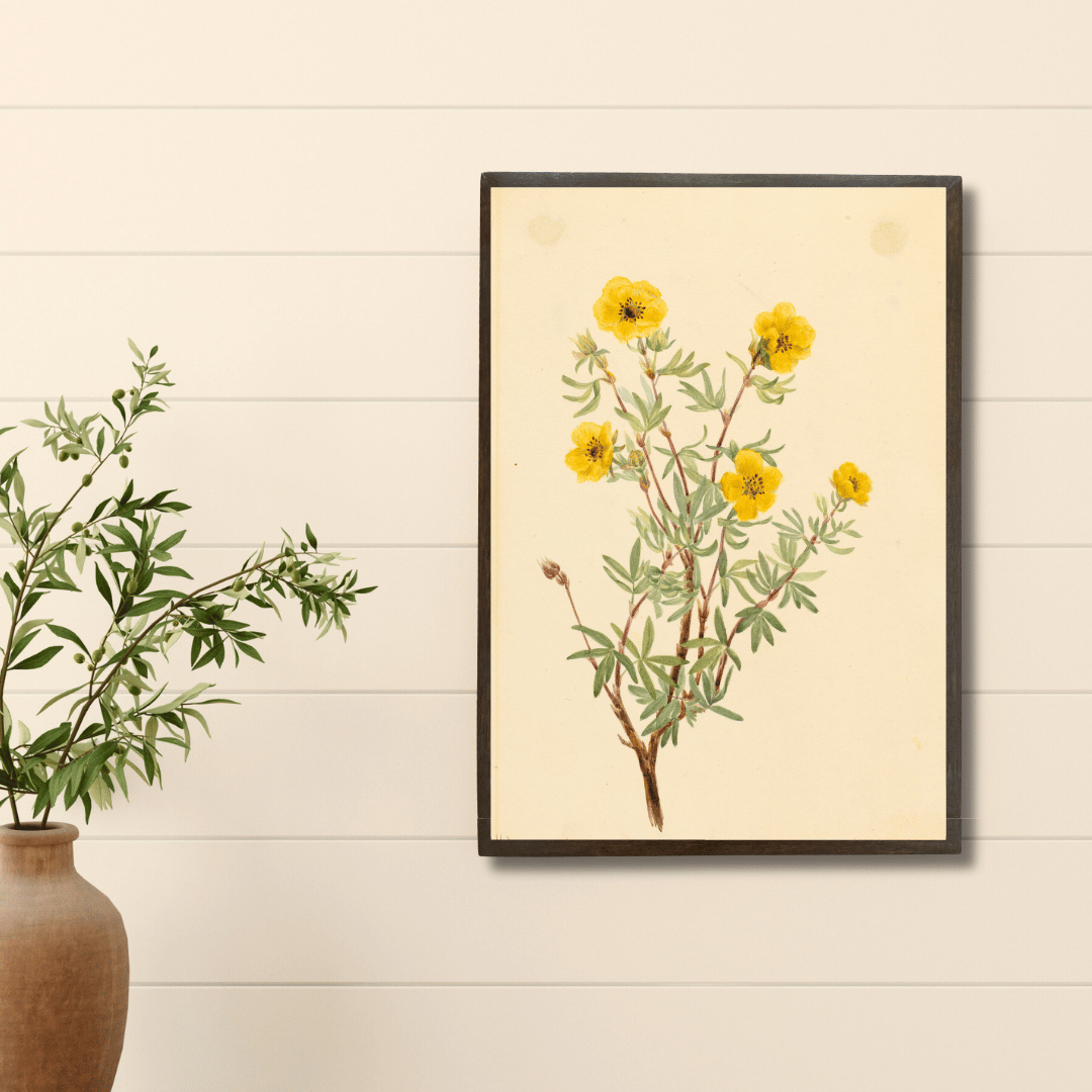 Shrubby Cinquefoil