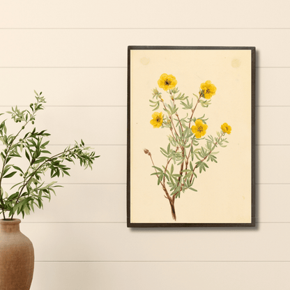 Shrubby Cinquefoil