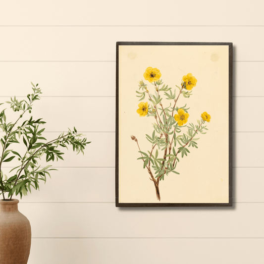 Shrubby Cinquefoil