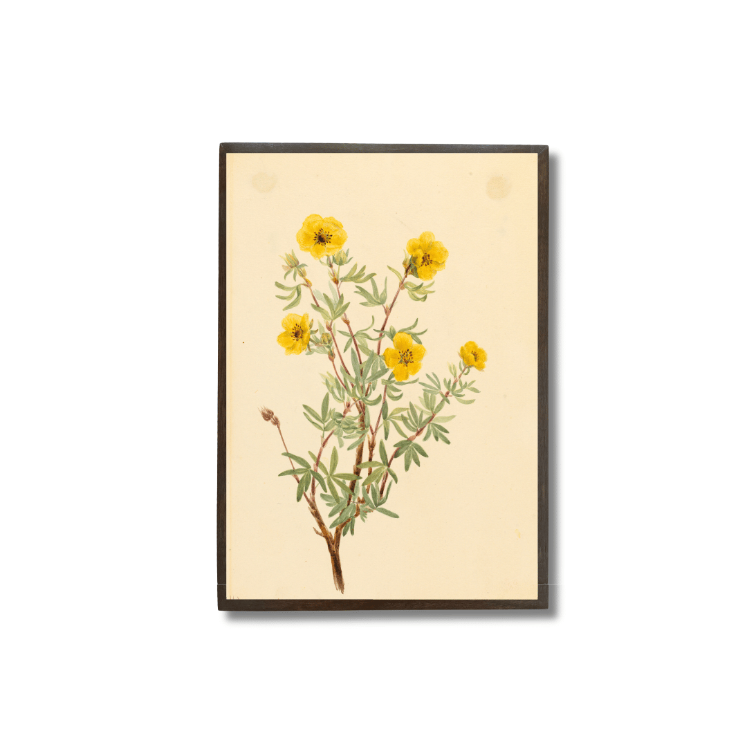 Shrubby Cinquefoil