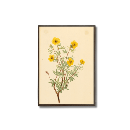 Shrubby Cinquefoil