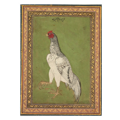 A Rooster named Gappu Jameel