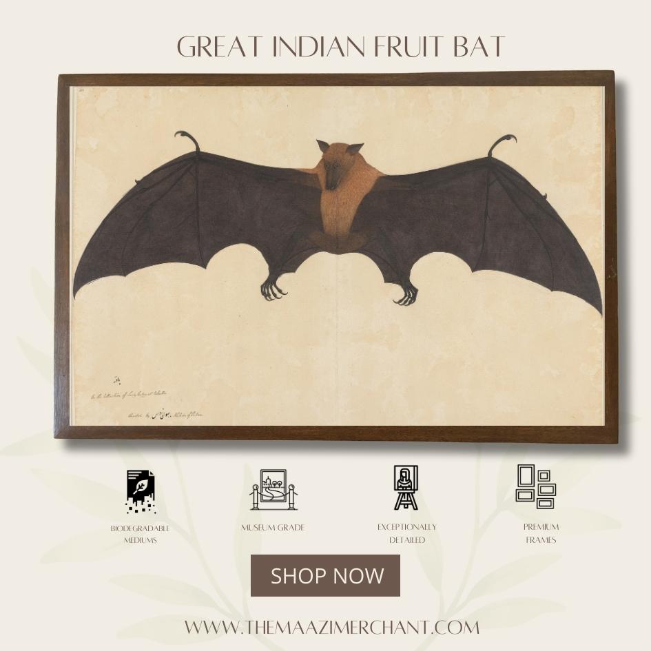 Great Indian Fruit Bat