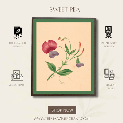 Sweet Pea