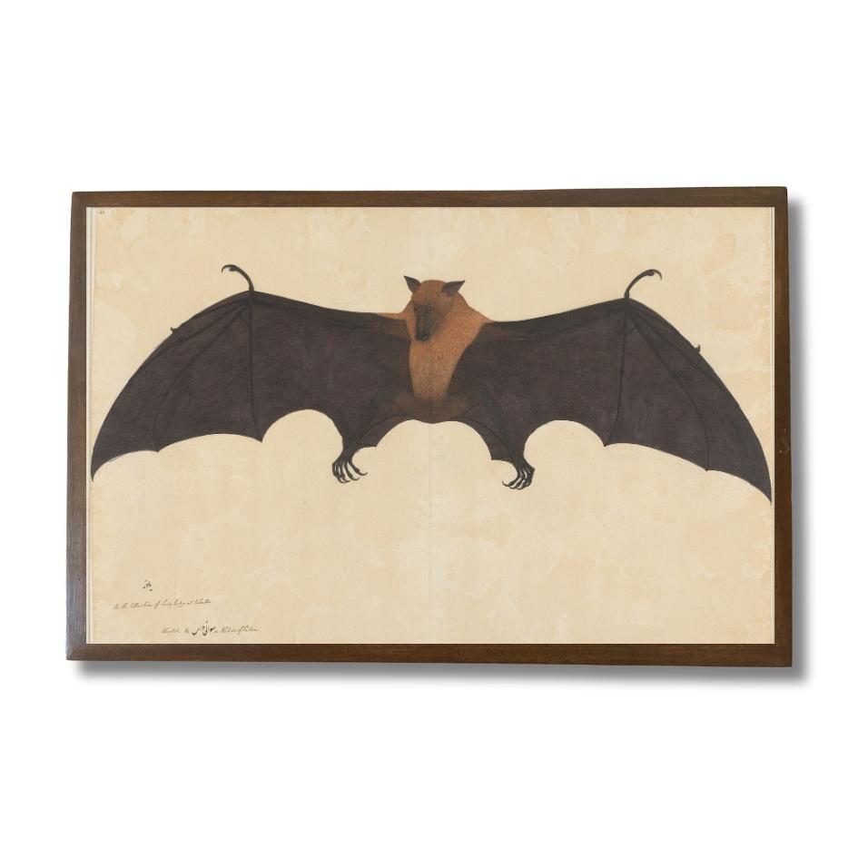 Great Indian Fruit Bat