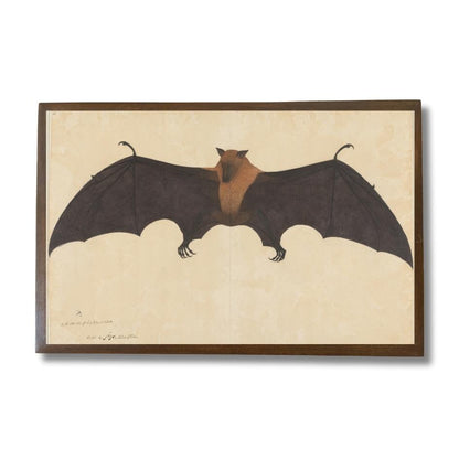 Great Indian Fruit Bat