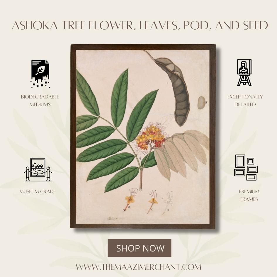 Ashoka Tree Flower, Leaves, Pod, and Seed