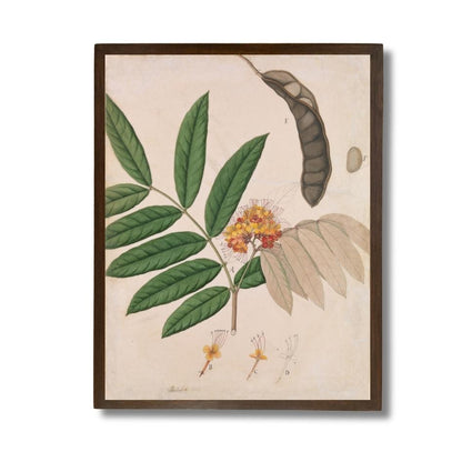 Ashoka Tree Flower, Leaves, Pod, and Seed