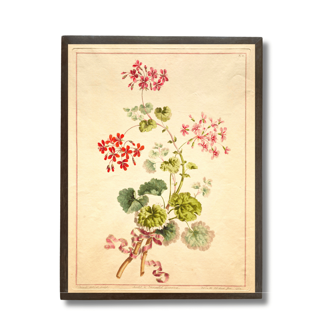Study of Geraniums