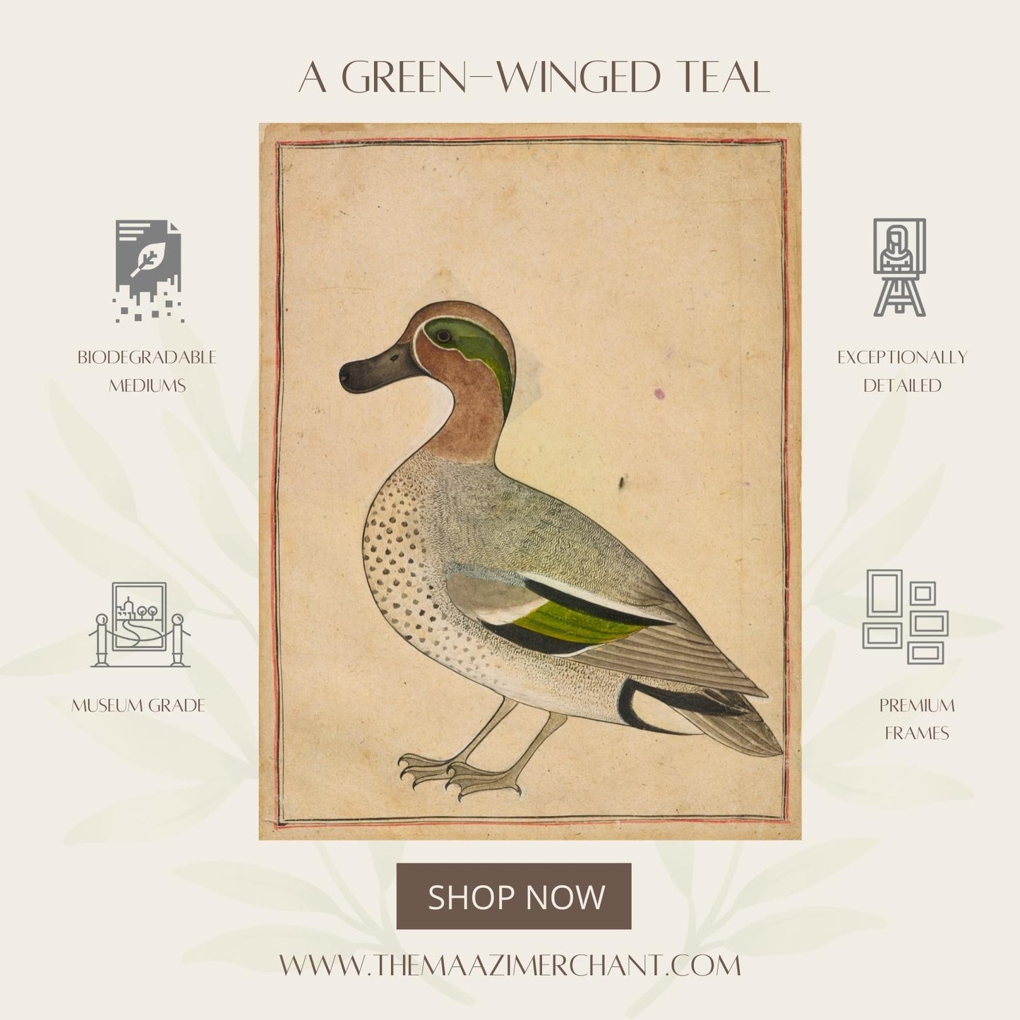 A Green-Winged Teal