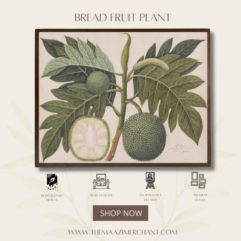 Bread Fruit Plant