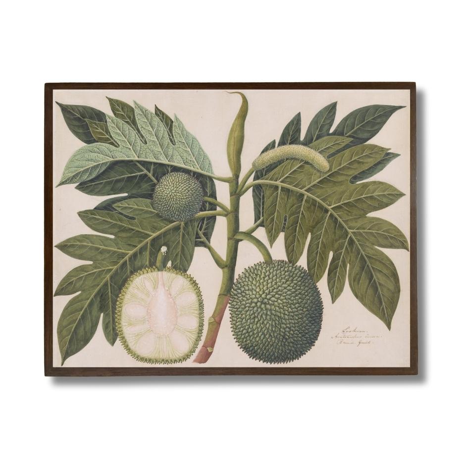 Bread Fruit Plant