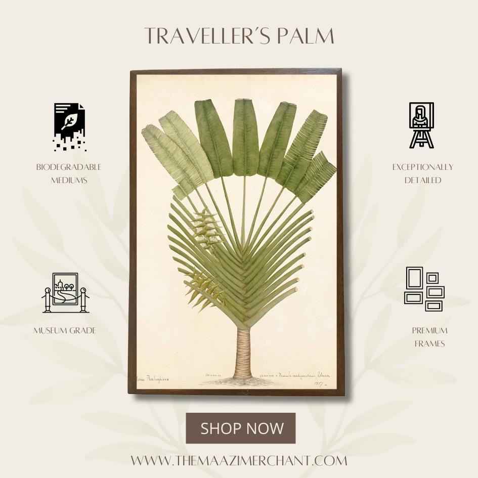 Traveller's Palm