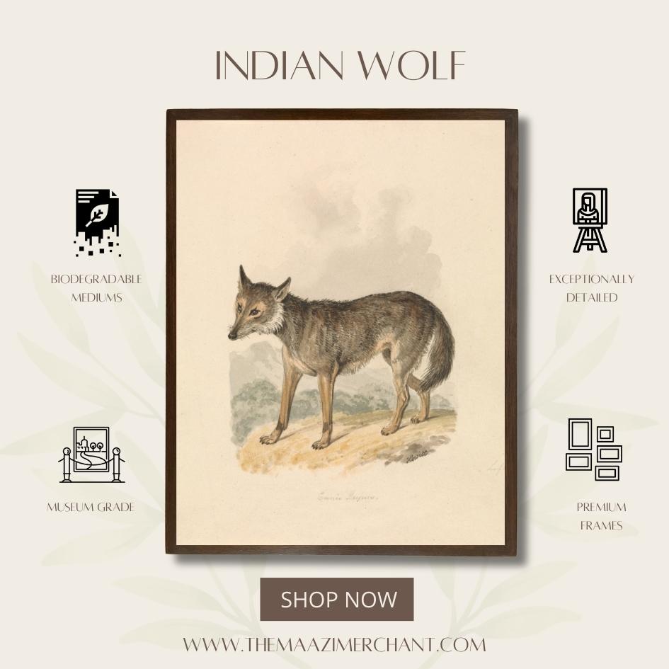 Indian Wolf