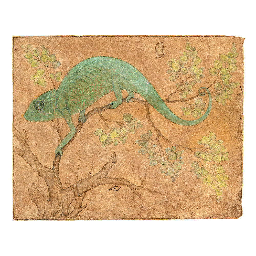 Mansur's study of a Chameleon