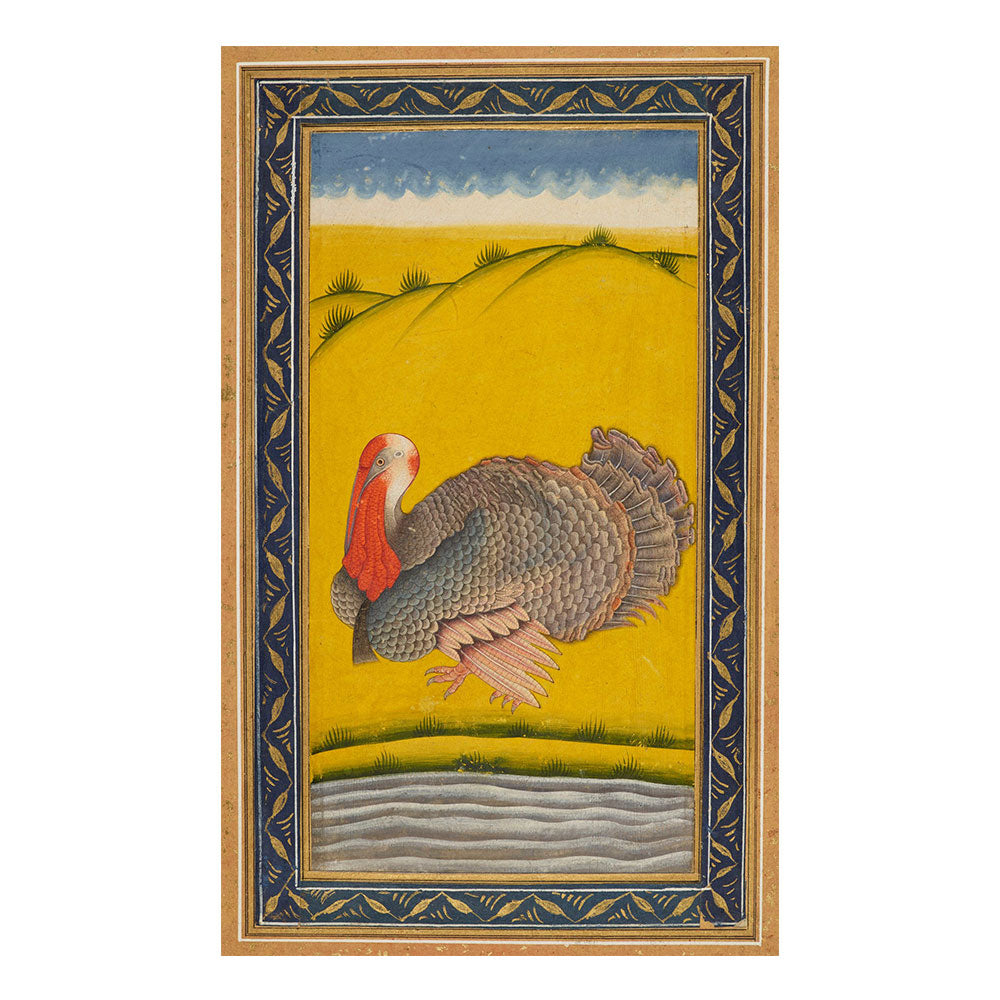 Study of a Turkey