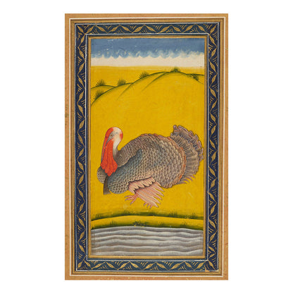 Study of a Turkey
