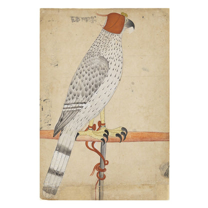 A Hooded Falcon