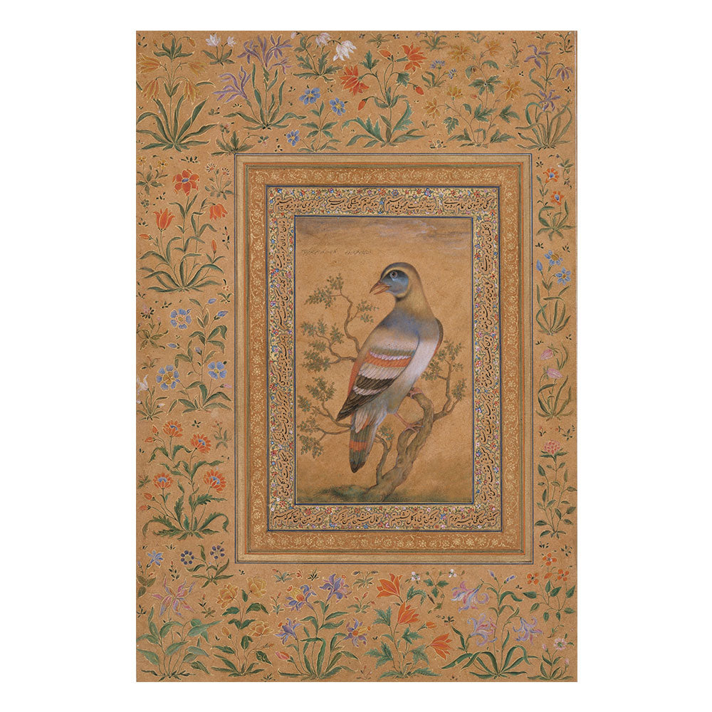 An Unidentified bird from the Shahjahan Album