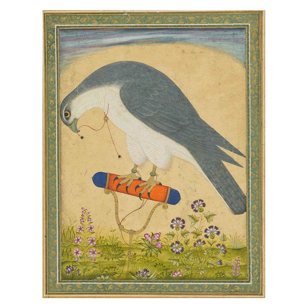 A Royal Falcon